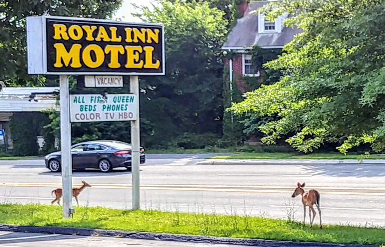 Royal Inn Motel Front Royal Exterior photo